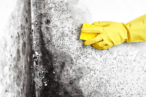 Best Post-Flood Mold Remediation in Gore, OK